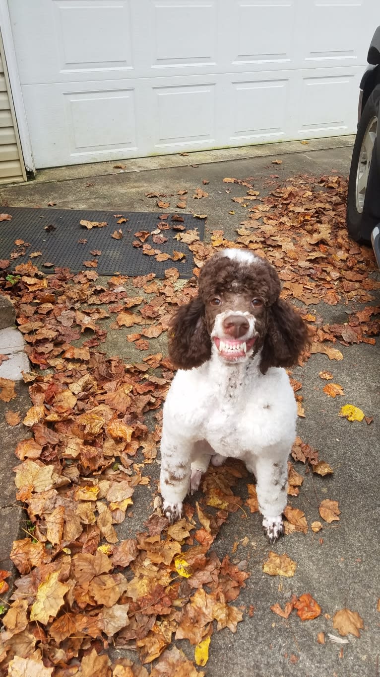 Bandit, a Poodle (Standard) tested with EmbarkVet.com