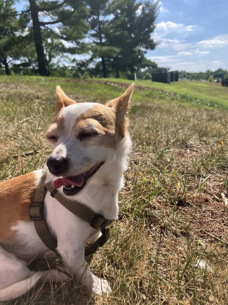 Daisy, a Chihuahua and Rat Terrier mix tested with EmbarkVet.com