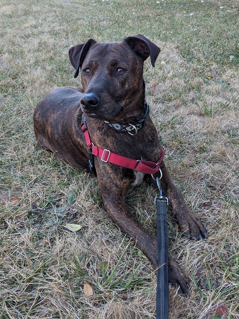 Riley, a Catahoula Leopard Dog and Whippet mix tested with EmbarkVet.com