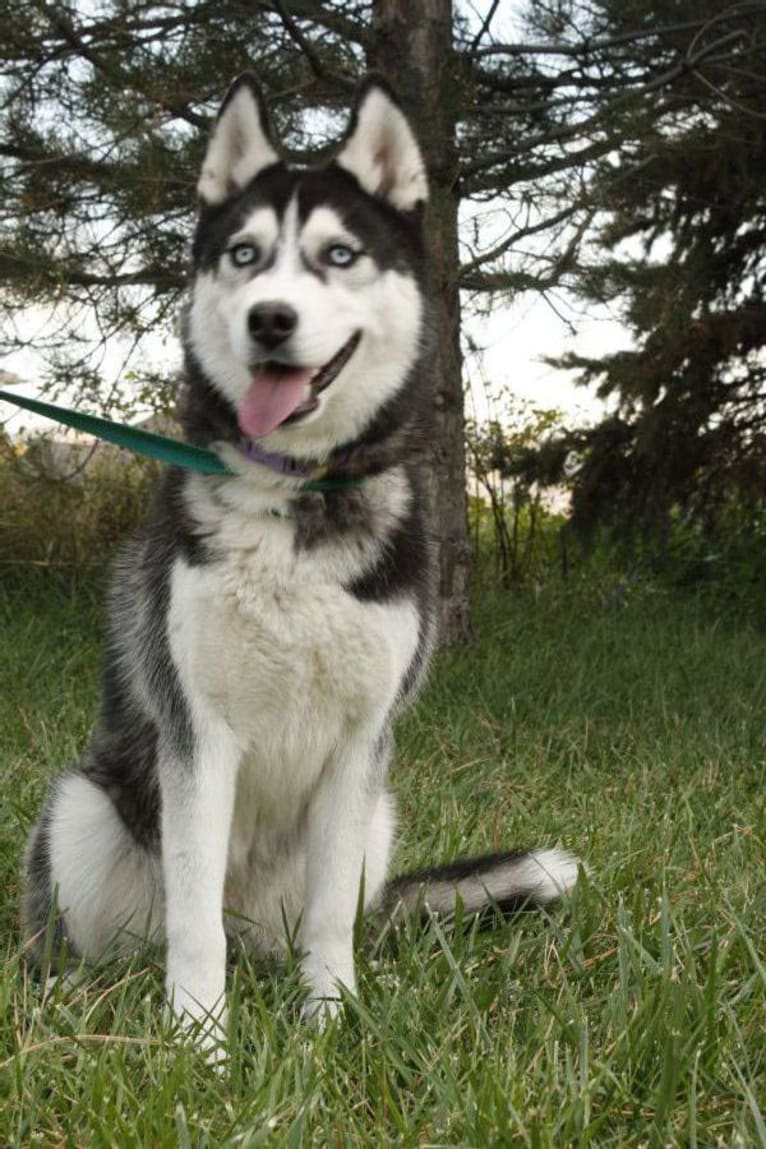 Kia, a Siberian Husky tested with EmbarkVet.com