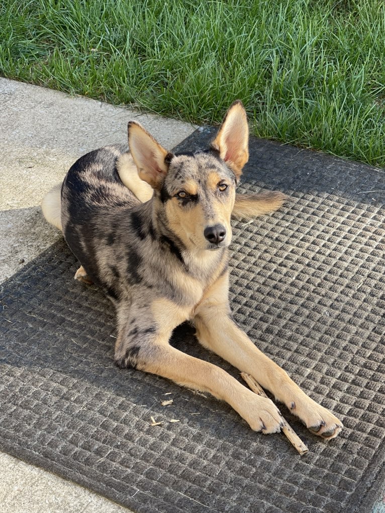 Cosmo, a Siberian Husky and German Shepherd Dog mix tested with EmbarkVet.com