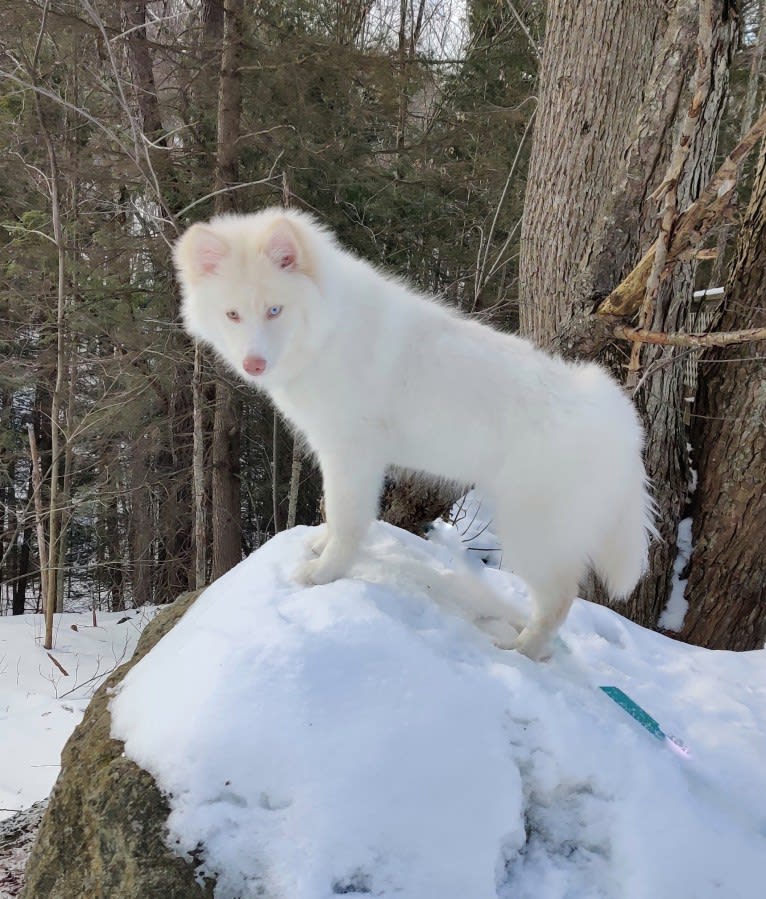 Nori, Noshi, a Pomsky tested with EmbarkVet.com