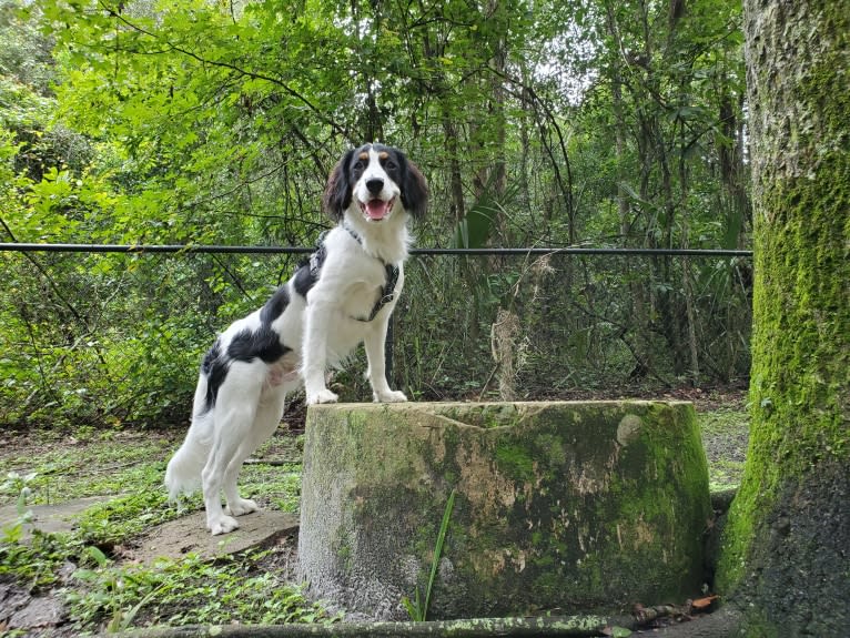 Poet, a Nederlandse Kooikerhondje tested with EmbarkVet.com