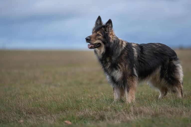 Indira Skye Avalon of Empire, a German Shepherd Dog tested with EmbarkVet.com