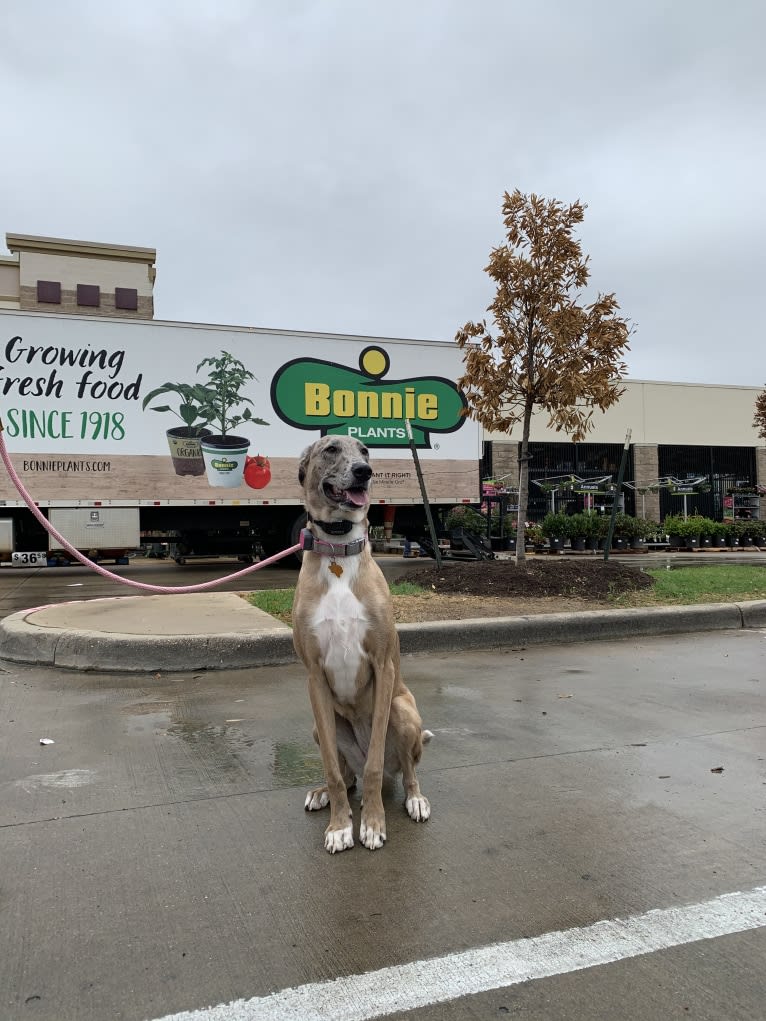 Bonnie, a Belgian Malinois and Great Dane mix tested with EmbarkVet.com