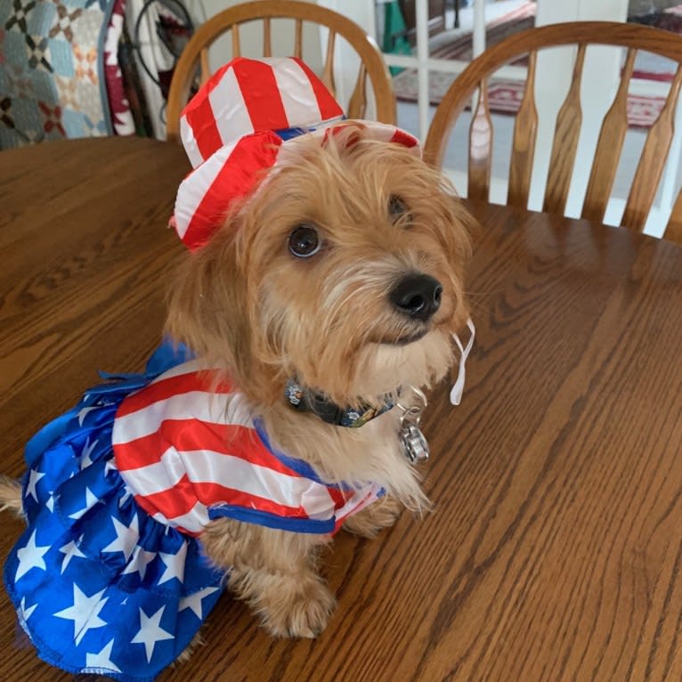 Winslow, a Yorkshire Terrier and Dachshund mix tested with EmbarkVet.com