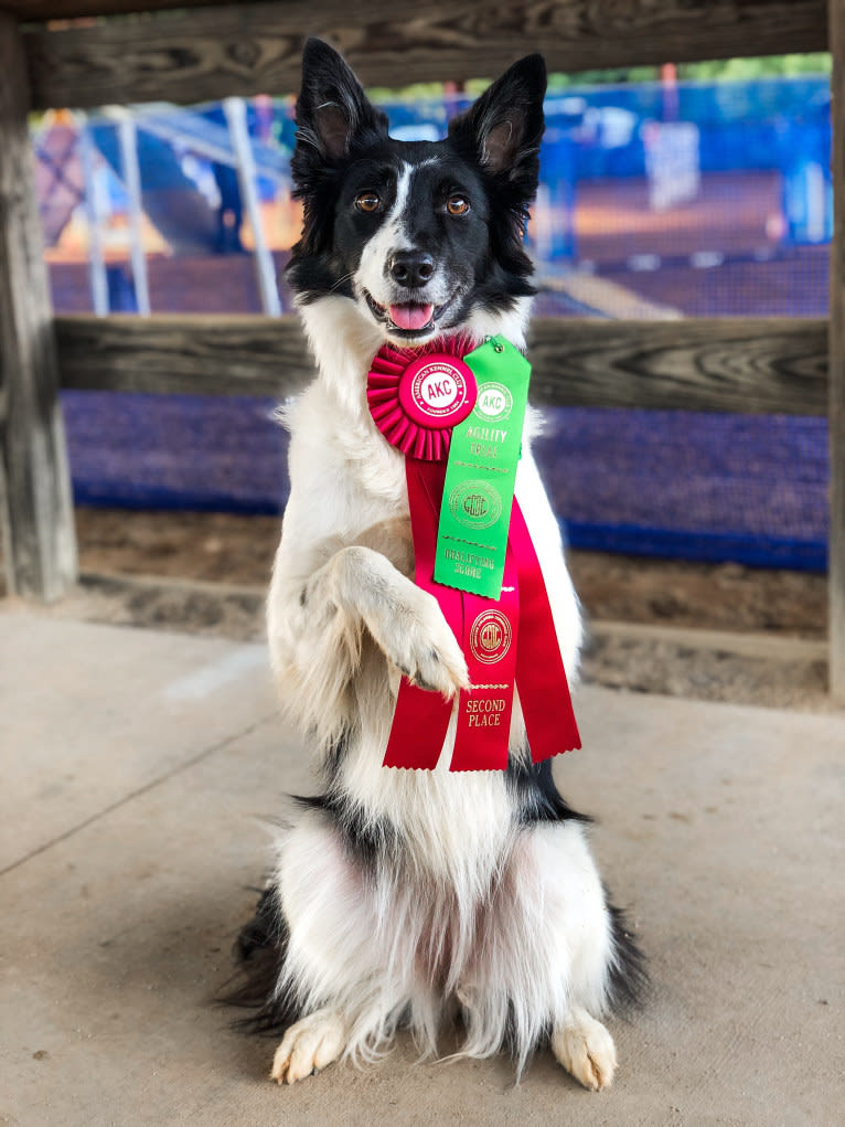 Zee, a Border Collie tested with EmbarkVet.com