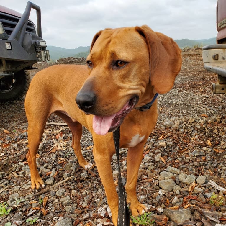 Gus, a Redbone Coonhound and American Pit Bull Terrier mix tested with EmbarkVet.com