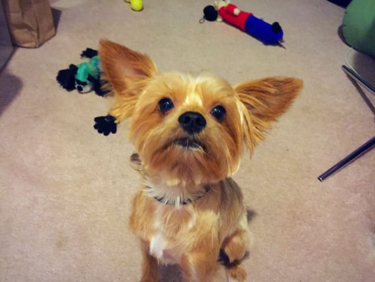 Harvey, a Yorkshire Terrier and Shih Tzu mix tested with EmbarkVet.com