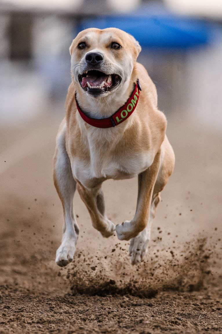 Loomy, a Carolina Dog tested with EmbarkVet.com