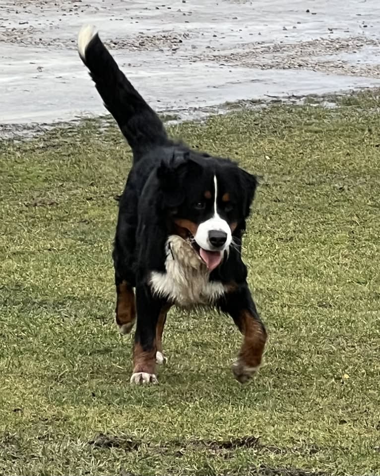 Milo, a Bernese Mountain Dog tested with EmbarkVet.com