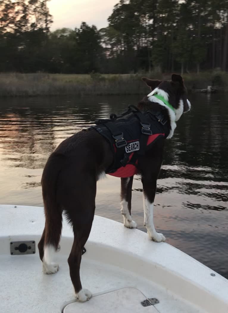 Tad, a McNab and Australian Kelpie mix tested with EmbarkVet.com