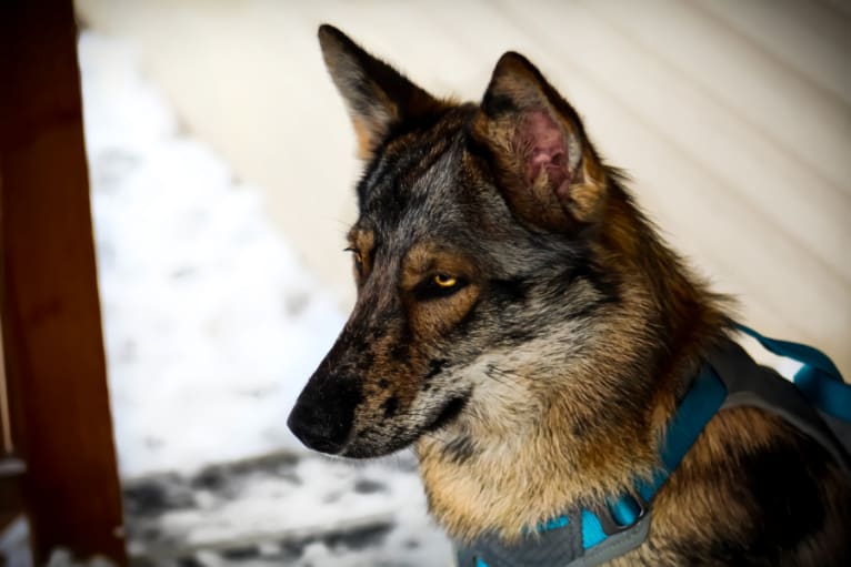 Riley, a German Shepherd Dog and Siberian Husky mix tested with EmbarkVet.com