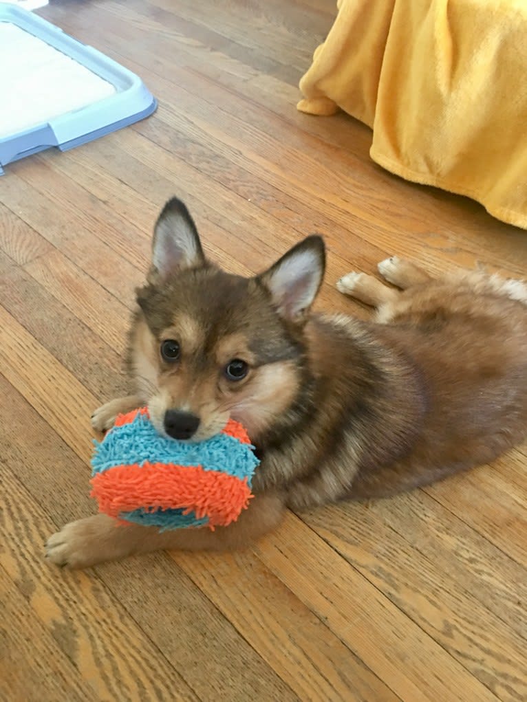 Annabelle, a Pembroke Welsh Corgi and Pomeranian mix tested with EmbarkVet.com