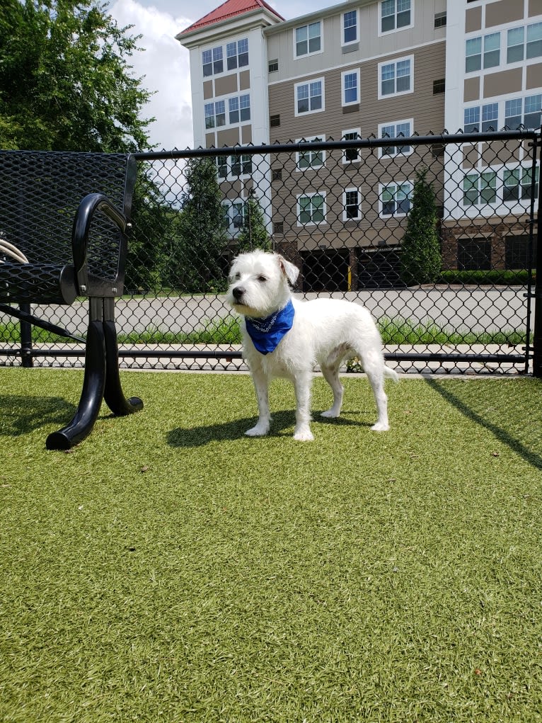 Bart, an American Pit Bull Terrier and Chihuahua mix tested with EmbarkVet.com