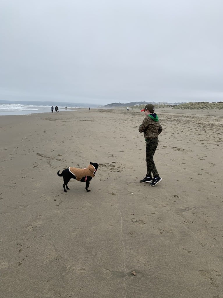 Lily, a German Shepherd Dog and Chihuahua mix tested with EmbarkVet.com