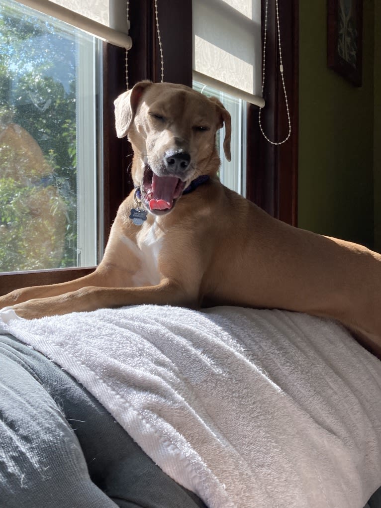 Lila, an American Pit Bull Terrier and Labrador Retriever mix tested with EmbarkVet.com