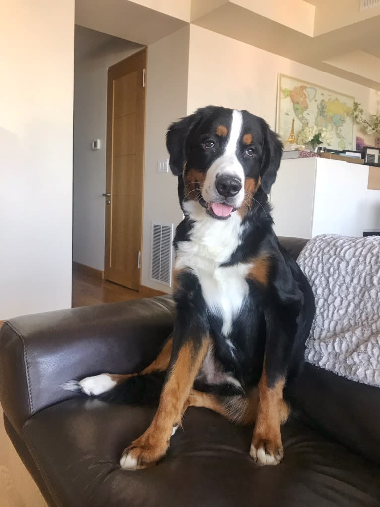 Teddy, a Bernese Mountain Dog tested with EmbarkVet.com