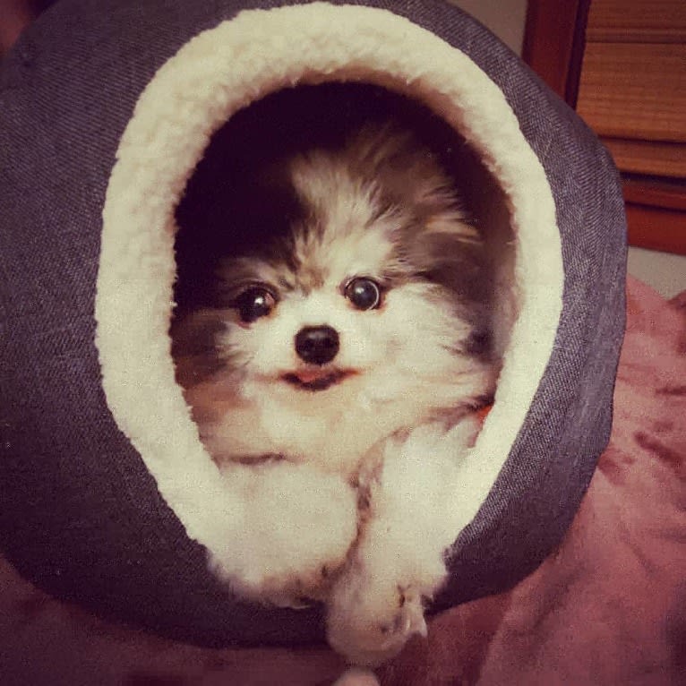 Ferris, a Pomeranian tested with EmbarkVet.com