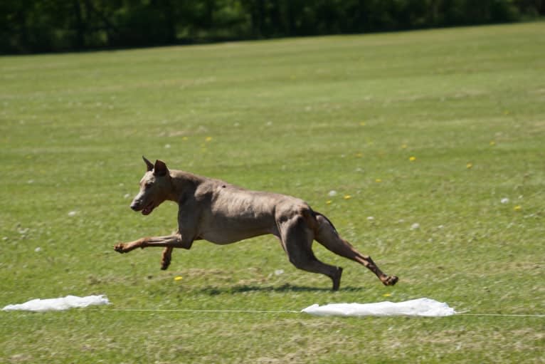 Titan, a Doberman Pinscher tested with EmbarkVet.com