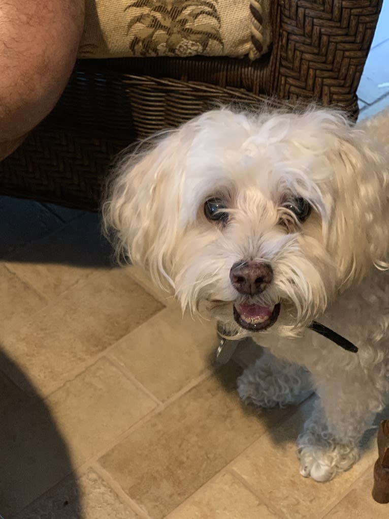 Finley, a Maltipoo (2.7% unresolved) tested with EmbarkVet.com