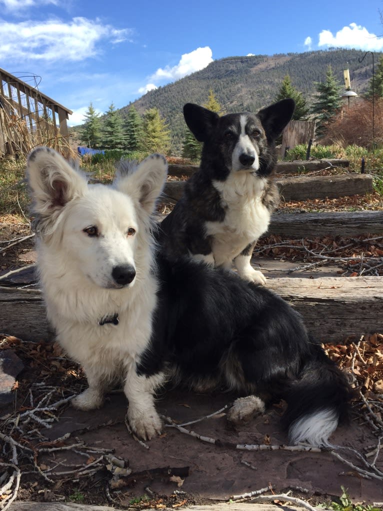 Wampi, a Cardigan Welsh Corgi tested with EmbarkVet.com