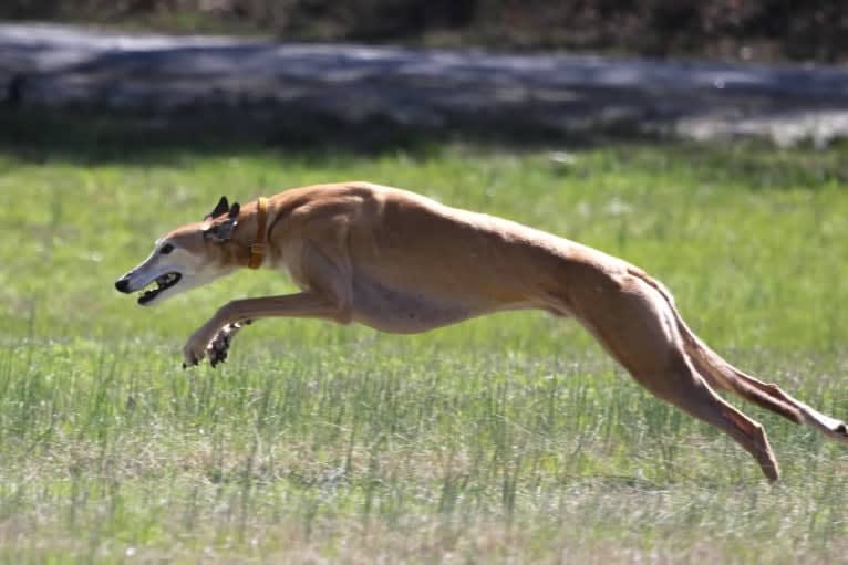 Blaze, a Greyhound tested with EmbarkVet.com