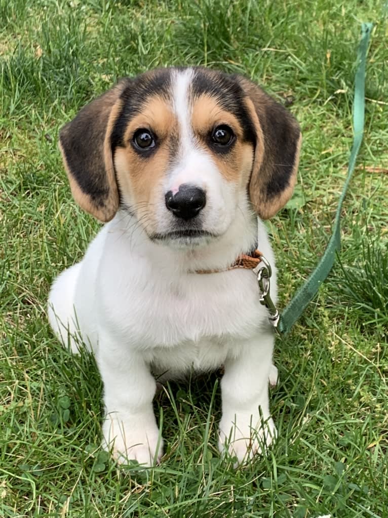 Oliver, a Basset Hound and German Shepherd Dog mix tested with EmbarkVet.com