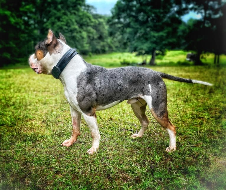 Koda, an American Bully tested with EmbarkVet.com