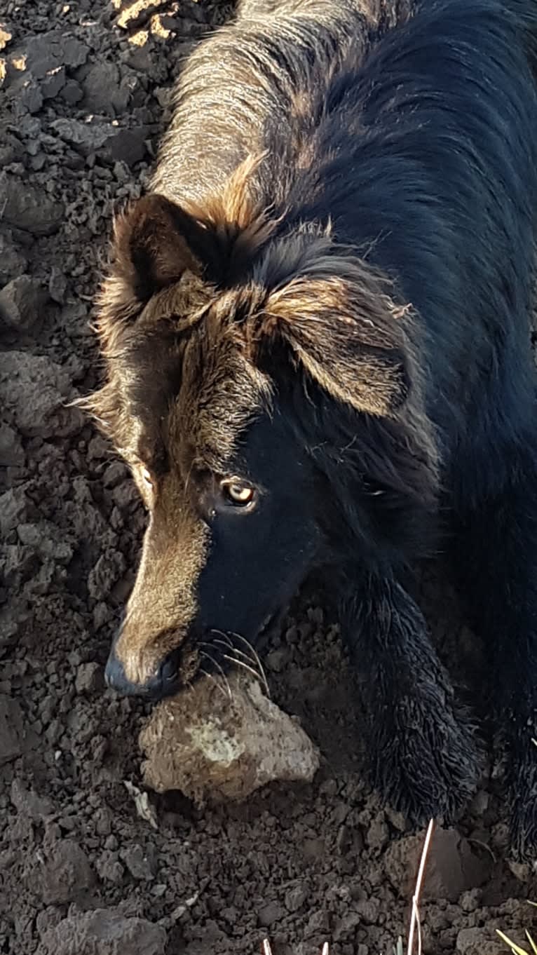 Jaromir, a German Shepherd Dog tested with EmbarkVet.com
