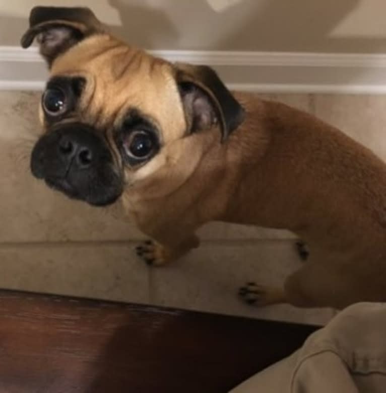 Seymour, a Pug and Beagle mix tested with EmbarkVet.com