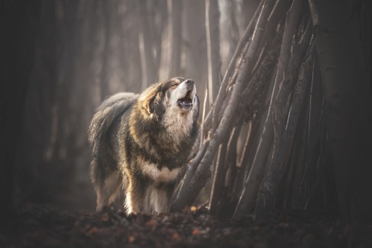 Norbu, a Tibetan Mastiff tested with EmbarkVet.com