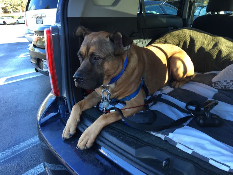 Jax, an American Pit Bull Terrier and Chow Chow mix tested with EmbarkVet.com