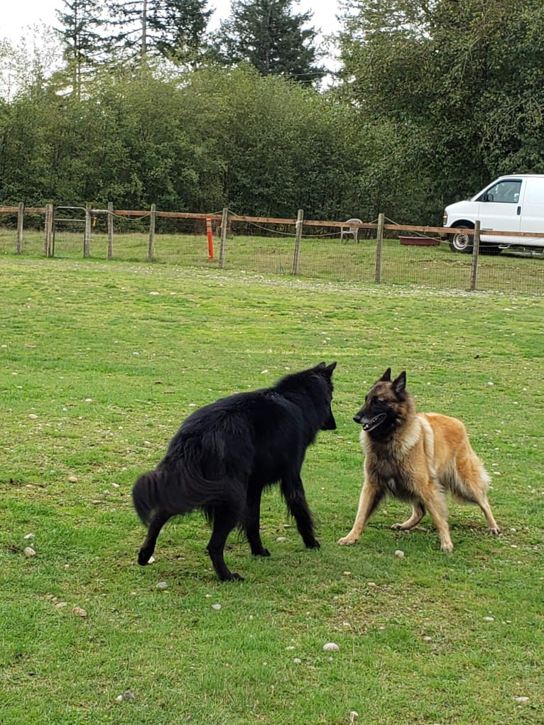 Tuarie, a Belgian Shepherd tested with EmbarkVet.com