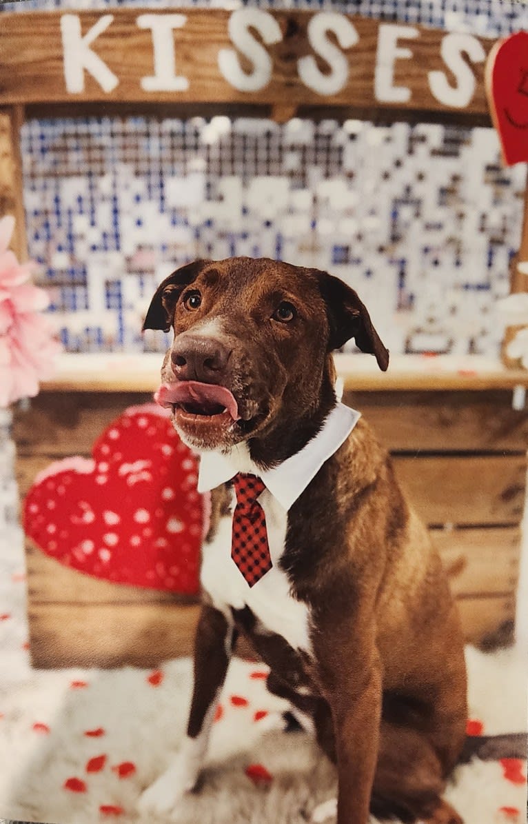 Niall Alexander, an Australian Cattle Dog and American Pit Bull Terrier mix tested with EmbarkVet.com