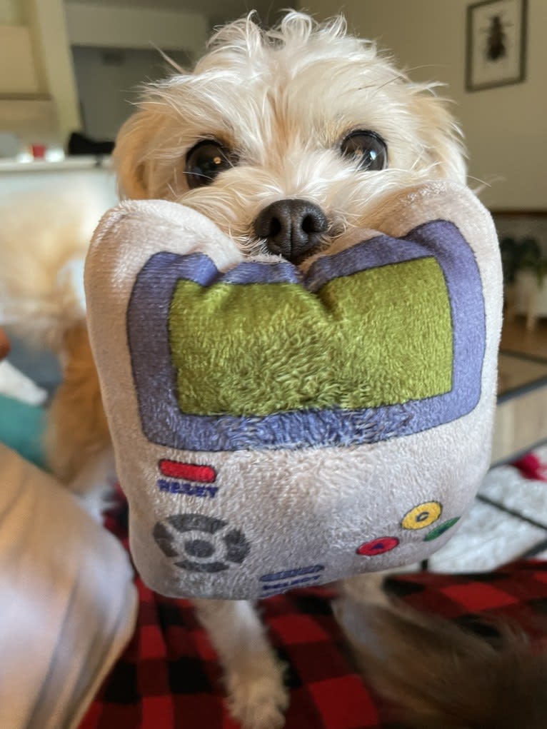 Cannoli, a Chihuahua and Lhasa Apso mix tested with EmbarkVet.com