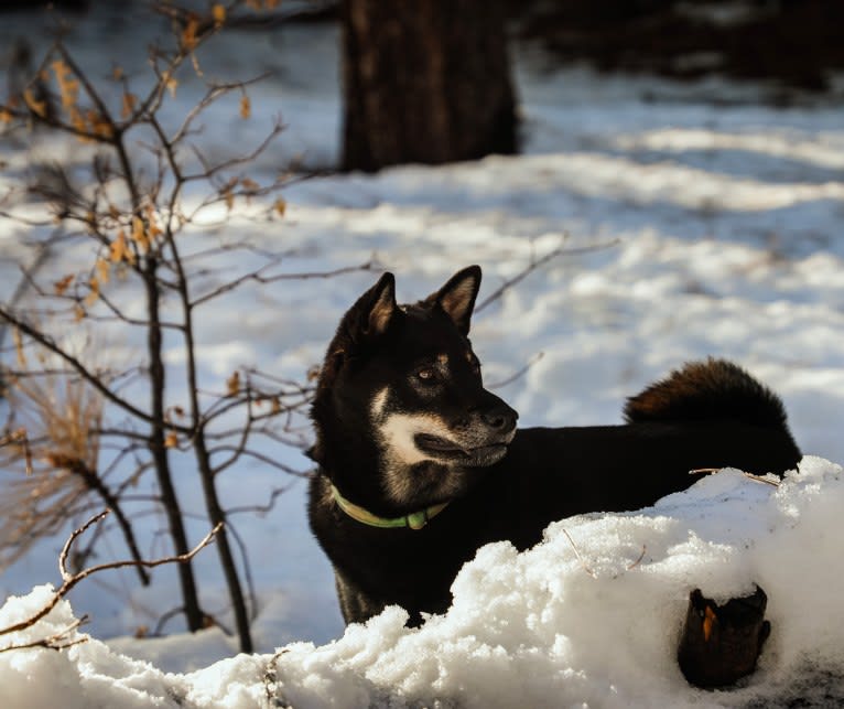 Hiro, a Shiba Inu tested with EmbarkVet.com