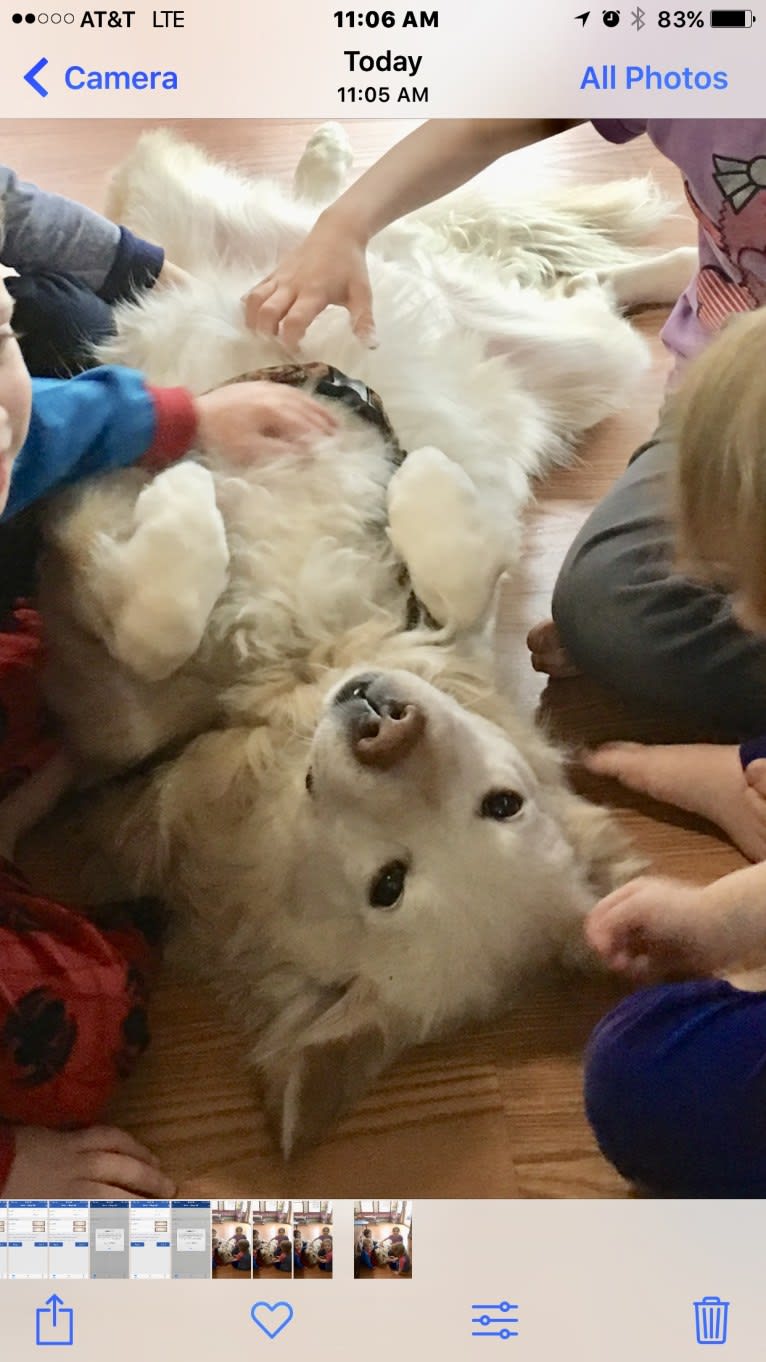 Arvo Arvanetti, a Golden Retriever and Shih Tzu mix tested with EmbarkVet.com