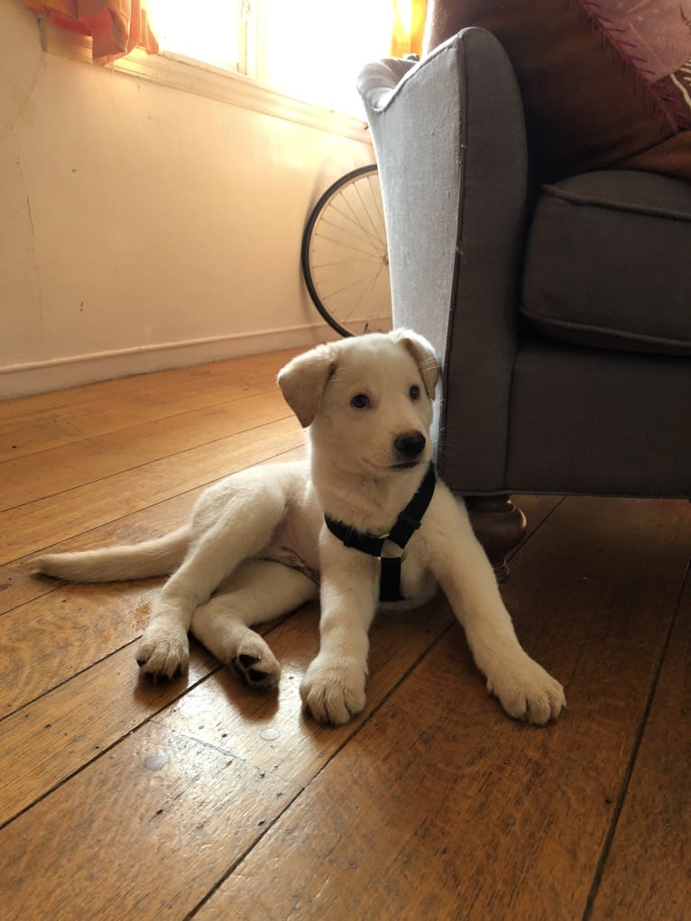 Ludo, a German Shepherd Dog and Border Collie mix tested with EmbarkVet.com