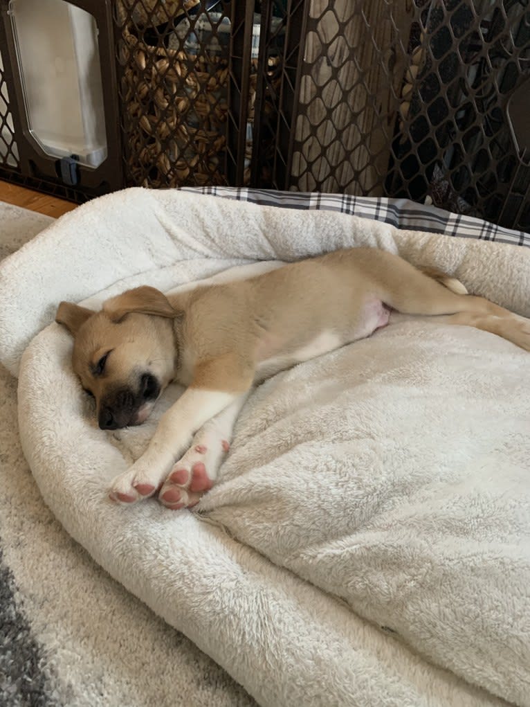 Remy, a Great Pyrenees and American Pit Bull Terrier mix tested with EmbarkVet.com