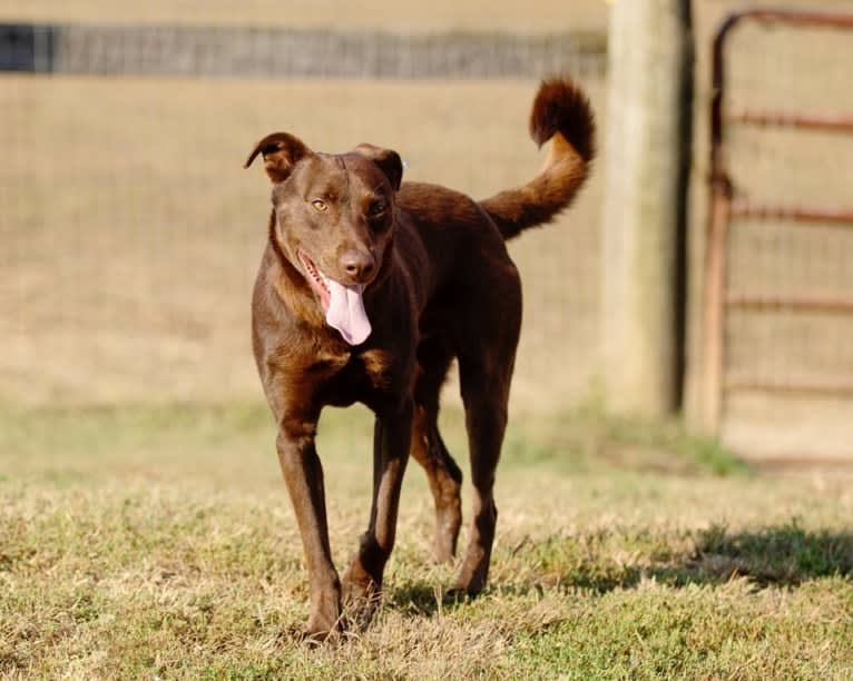 Zeke, a German Shepherd Dog and Beagle mix tested with EmbarkVet.com