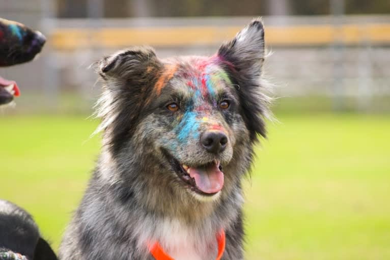 Dakota, an Australian Shepherd tested with EmbarkVet.com