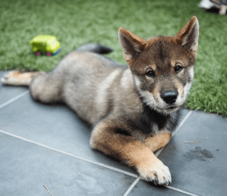 Taiki, a Shikoku tested with EmbarkVet.com