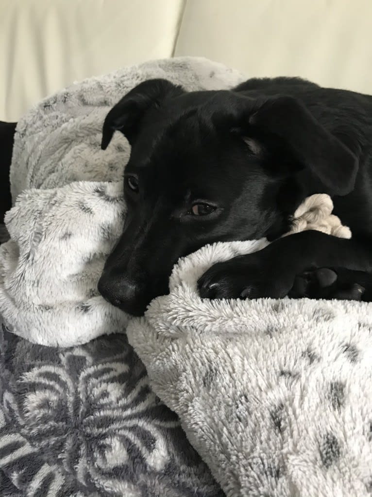 Huckleberry, an American Pit Bull Terrier and Pomeranian mix tested with EmbarkVet.com