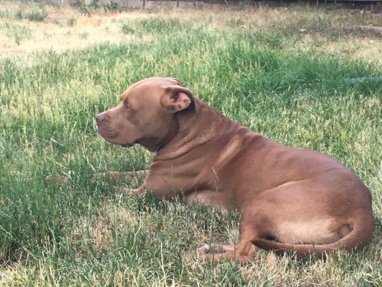 Rory, an American Pit Bull Terrier and Boxer mix tested with EmbarkVet.com