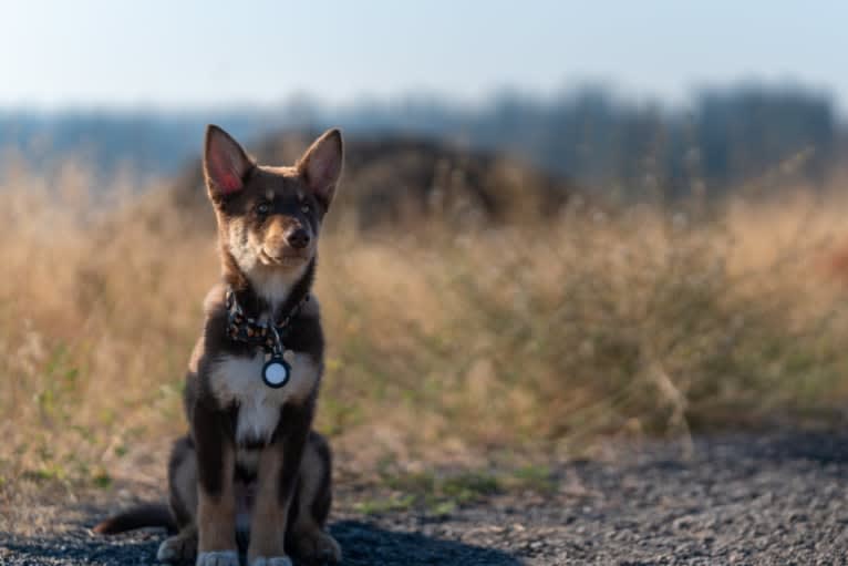 Sven, a Lapponian Herder tested with EmbarkVet.com