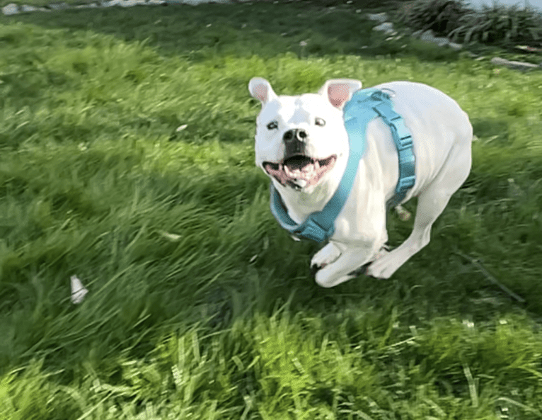 Fetty, an American Pit Bull Terrier and American Staffordshire Terrier mix tested with EmbarkVet.com