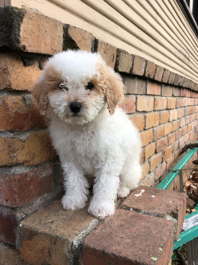 Pax, a Poodle (Small) and Cocker Spaniel mix tested with EmbarkVet.com