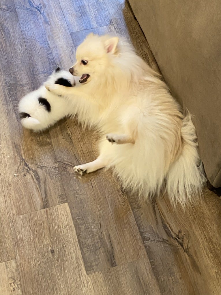 Koda, a Pomeranian tested with EmbarkVet.com