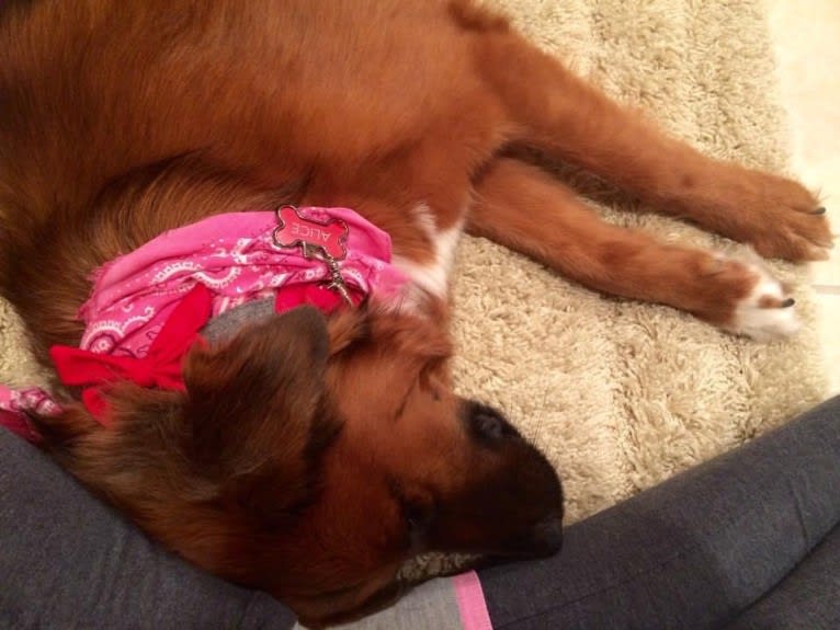 Alice Bear, a Chow Chow and Labrador Retriever mix tested with EmbarkVet.com